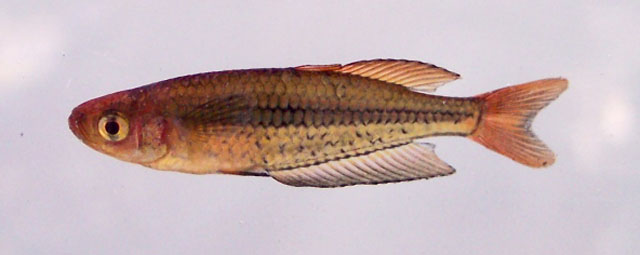 新南威尔士柔棘鱼(Rhadinocentrus ornatus)