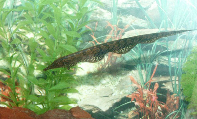 大吻电鳗(Rhamphichthys rostratus)