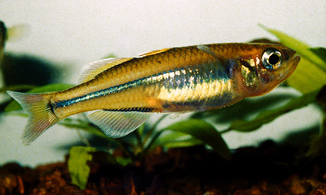马达加斯加岛溪汉鱼(Rheocles alaotrensis)