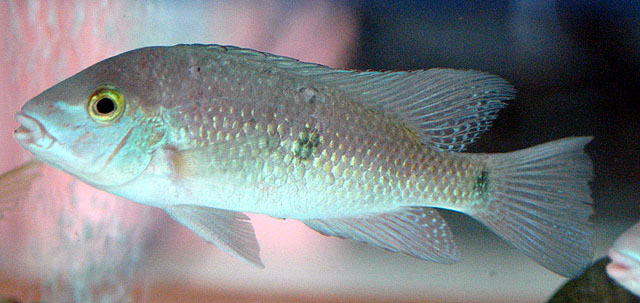 雀斑驯丽鱼(Rheoheros lentiginosus)