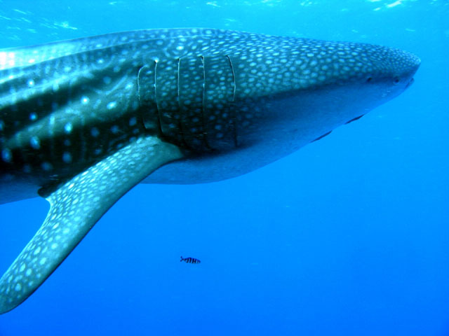 鲸鲨(Rhincodon typus)