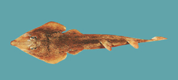 斑纹犁头鳐(Rhinobatos hynnicephalus)