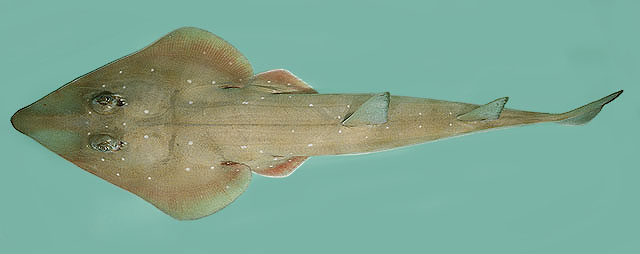 红海犁头鳐(Rhinobatos punctifer)
