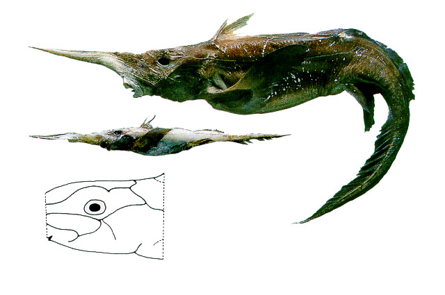大西洋长吻银鲛(Rhinochimaera atlantica)