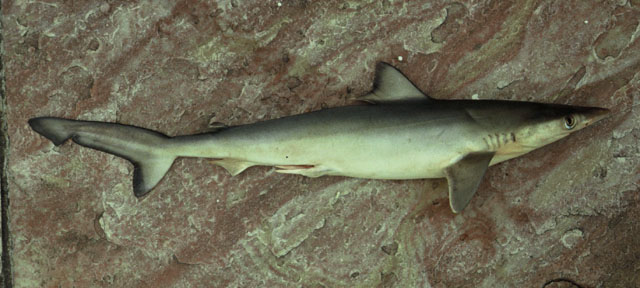 巴西斜锯牙鲨(Rhizoprionodon lalandii)