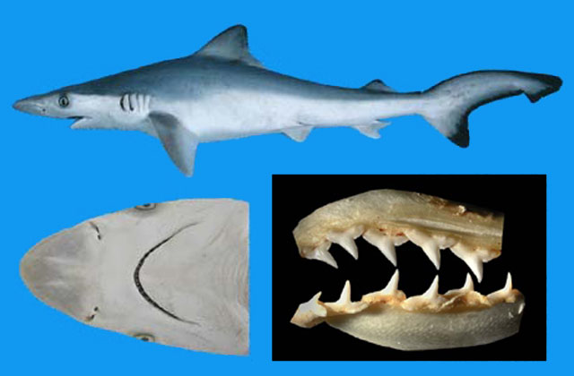 太平洋斜锯牙鲨(Rhizoprionodon longurio)