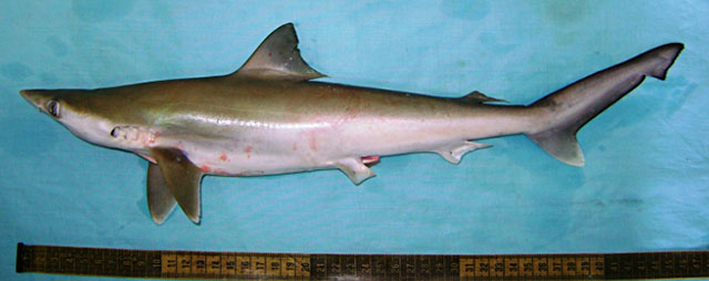 短鳍斜锯牙鲨(短鳍尖吻鲨)(Rhizoprionodon oligolinx)