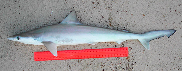 泰勒斜锯牙鲨(Rhizoprionodon taylori)