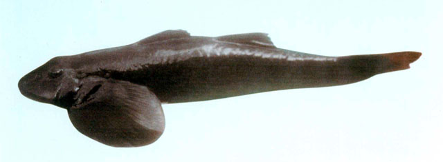 吉氏溪鳢(Rhyacichthys guilberti)