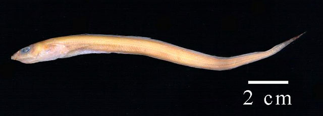 黄鼻吻鳗(Rhynchoconger flavus)