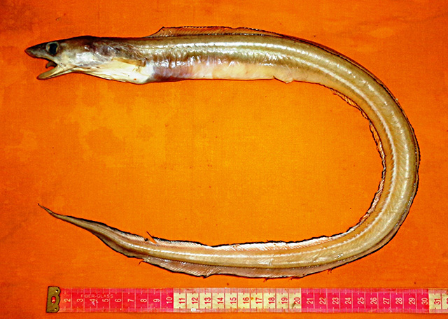 鲨头吻鳗(Rhynchoconger squaliceps)