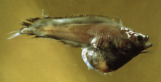 地中海深海鳕(Rhynchogadus hepaticus)