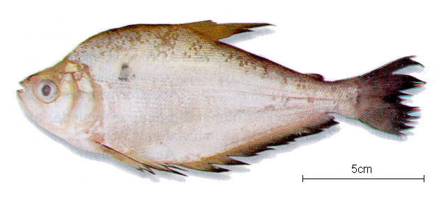 迈氏突颌脂鲤(Roeboides myersii)