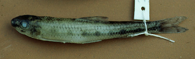 白鳍罗马诺鮈(Romanogobio albipinnatus)