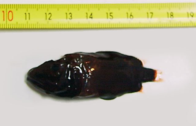 网肩龙氏鲸头鱼(Rondeletia loricata)
