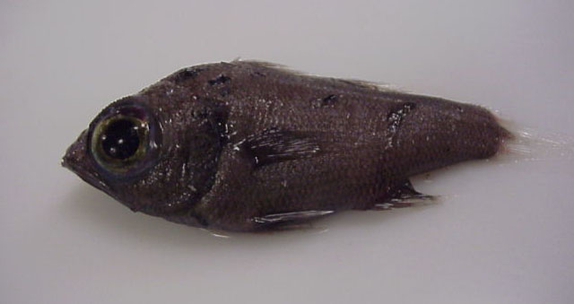粗天竺鲷(Rosenblattia robusta)