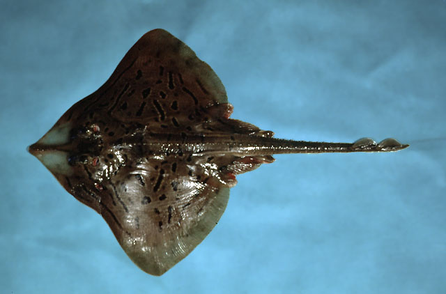 晶吻鳐(Rostroraja eglanteria)