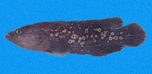 双色皂鲈(Rypticus bicolor)