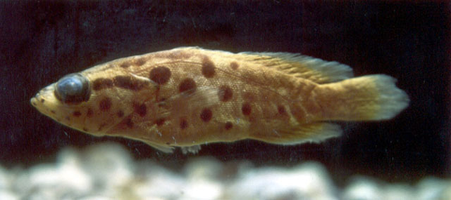 博氏皂鲈(Rypticus bornoi)