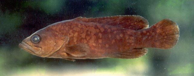 考氏皂鲈(Rypticus courtenayi)