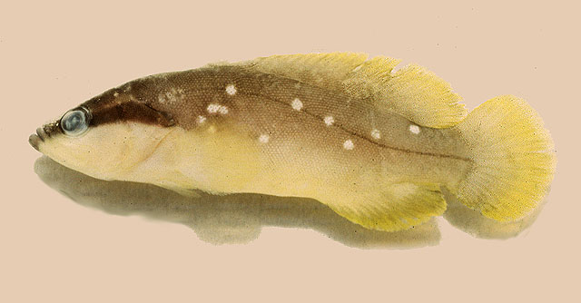 白点皂鲈(Rypticus maculatus)