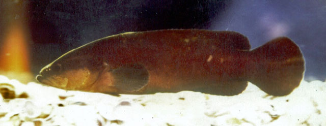 兰氏皂鲈(Rypticus randalli)