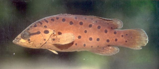 斑纹皂鲈(Rypticus subbifrenatus)