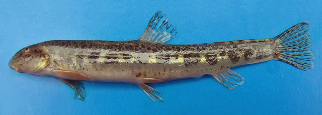 金色萨瓦纳鳅(Sabanejewia aurata)