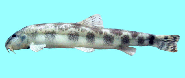 保加利亚萨瓦纳鳅(Sabanejewia bulgarica)