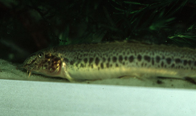 幼萨瓦纳鳅(Sabanejewia larvata)
