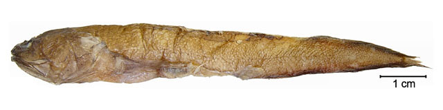 小囊胃鼬鳚(Saccogaster parva)
