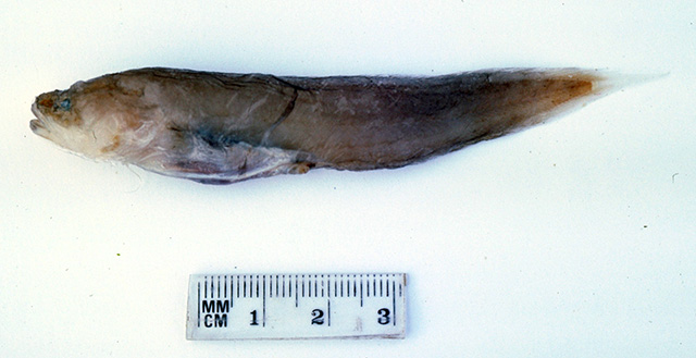 毛突囊胃鼬鳚(Saccogaster tuberculata)