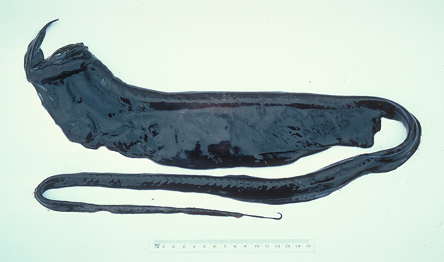施氏囊鳃鳗(Saccopharynx schmidti)