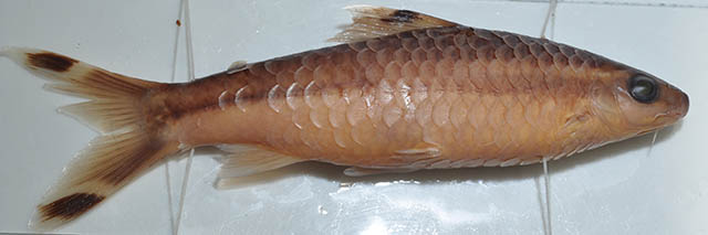 Sahyadria chalakkudiensis(Sahyadria chalakkudiensis)