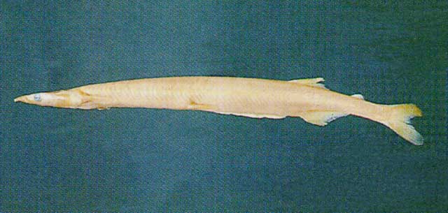 小齿日本银鱼(Salangichthys microdon)