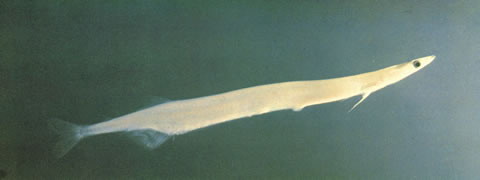 前颌银鱼(Salanx prognathus)