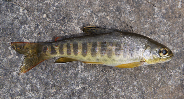 伊夫尼湖鳟(Salmo akairos)