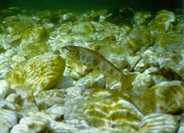 Salmo trutta(Salmo trutta)