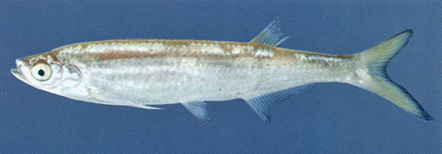 沙丁剃腹鲤(Salmostoma sardinella)
