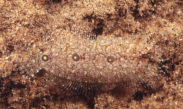 三斑沙鲽(Samariscus triocellatus)