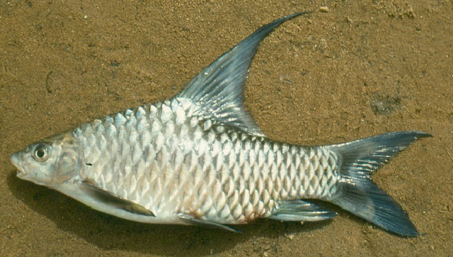 喀麦隆萨纳鱼(Sanagia velifera)