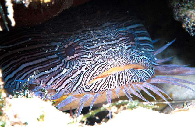 光灿礁蟾鱼(Sanopus splendidus)