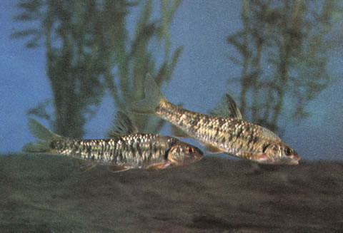 森氏黑鳍鳈(Sarcocheilichthys nigripinnis morii)