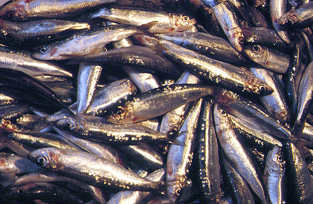 沙丁鱼(Sardina pilchardus)