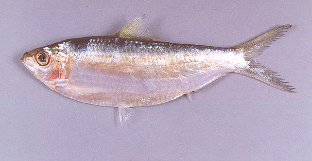 白腹小沙丁鱼(Sardinella albella)