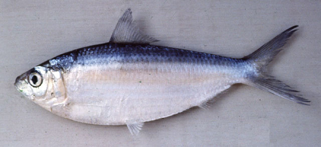 高体小沙丁鱼(Sardinella brachysoma)