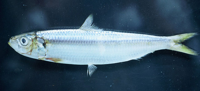 巴西小沙丁鱼(Sardinella brasiliensis)