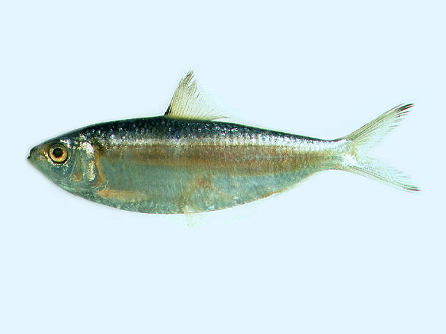 花莲小沙丁鱼(Sardinella hualiensis)