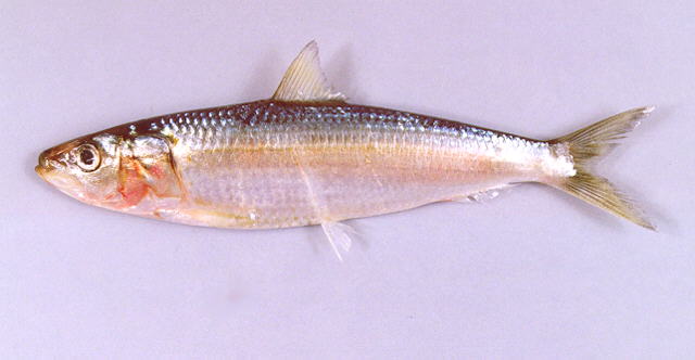 长头小沙丁鱼(Sardinella longiceps)