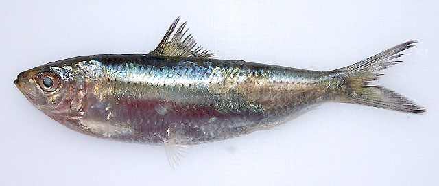 菲律宾小沙丁鱼(Sardinella tawilis)